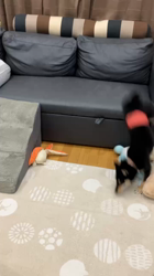 村山一男ブリーダーからお迎えした柴犬：花華ちゃん