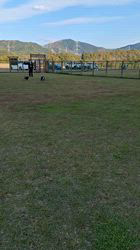 村山一男ブリーダーからお迎えした柴犬：トミカちゃん