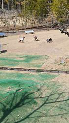 村山一男ブリーダーからお迎えした柴犬：トミカちゃん