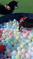 村山一男ブリーダーからお迎えした柴犬：花華ちゃん