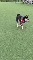 村山一男ブリーダーからお迎えした柴犬：花華ちゃん