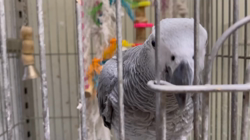 古谷毅ブリーダーからお迎えしたチワワ(ロング)：ルカちゃん