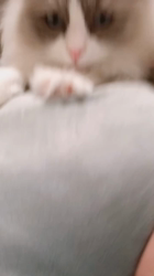 稲垣友紀ブリーダーからお迎えしたラグドール：めるくん