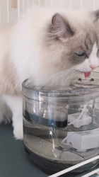 稲垣友紀ブリーダーからお迎えしたラグドール：めるくん