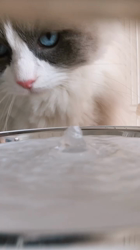 稲垣友紀ブリーダーからお迎えしたラグドール：めるくん