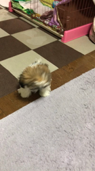 白馬秀夫ブリーダーからお迎えしたシーズー：レオンくん