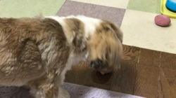 白馬秀夫ブリーダーからお迎えしたシーズー：レオンくん