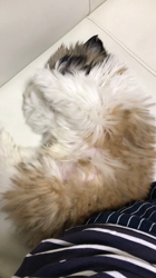 白馬秀夫ブリーダーからお迎えしたシーズー：レオンくん