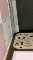 白馬秀夫ブリーダーからお迎えしたシーズー：レオンくん