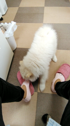 近江香奈ブリーダーからお迎えしたサモエド：空(くぅ）ちゃん