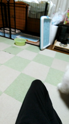 近江香奈ブリーダーからお迎えしたサモエド：空(くぅ）ちゃん