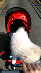 近江香奈ブリーダーからお迎えしたサモエド：空(くぅ）ちゃん