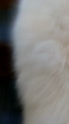 近江香奈ブリーダーからお迎えしたサモエド：空(くぅ）ちゃん