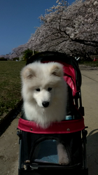 近江香奈ブリーダーからお迎えしたサモエド：空(くぅ）ちゃん