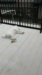 近江香奈ブリーダーからお迎えしたサモエド：空(くぅ）ちゃん