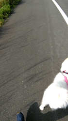 近江香奈ブリーダーからお迎えしたサモエド：空(くぅ）ちゃん