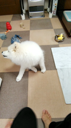 近江香奈ブリーダーからお迎えしたサモエド：空(くぅ）ちゃん