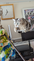 山田千里ブリーダーからお迎えしたアメリカンショートヘア：オーズくん