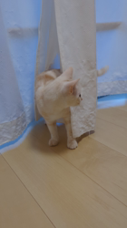 山田千里ブリーダーからお迎えしたアメリカンショートヘア：メテオくん
