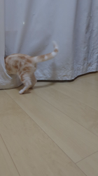 山田千里ブリーダーからお迎えしたアメリカンショートヘア：フォーゼくん