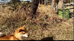坂本謙太朗ブリーダーからお迎えした柴犬：花月姫(ひめ)ちゃん