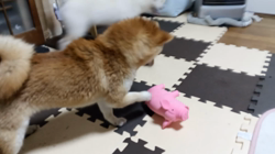 坂本謙太朗ブリーダーからお迎えした柴犬：花月姫(ひめ)ちゃん