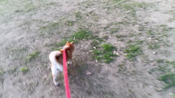 坂本謙太朗ブリーダーからお迎えした柴犬：花月姫(ひめ)ちゃん