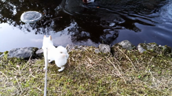 坂本謙太朗ブリーダーからお迎えした柴犬：花月姫(ひめ)ちゃん