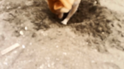 坂本謙太朗ブリーダーからお迎えした柴犬：花月姫(ひめ)ちゃん