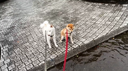 坂本謙太朗ブリーダーからお迎えした柴犬：花月姫(ひめ)ちゃん