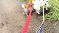 坂本謙太朗ブリーダーからお迎えした柴犬：花月姫(ひめ)ちゃん