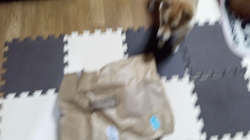 坂本謙太朗ブリーダーからお迎えした柴犬：花月姫(ひめ)ちゃん