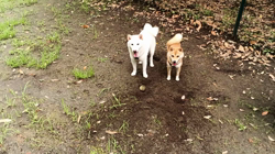 坂本謙太朗ブリーダーからお迎えした柴犬：花月姫(ひめ)ちゃん