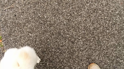 坂本謙太朗ブリーダーからお迎えした柴犬：花月姫(ひめ)ちゃん