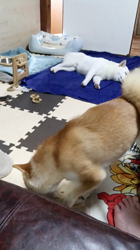 坂本謙太朗ブリーダーからお迎えした柴犬：花月姫(ひめ)ちゃん