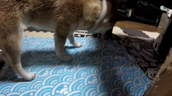 坂本謙太朗ブリーダーからお迎えした柴犬：花月姫(ひめ)ちゃん