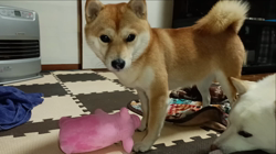坂本謙太朗ブリーダーからお迎えした柴犬：花月姫(ひめ)ちゃん