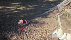 坂本謙太朗ブリーダーからお迎えした柴犬：花月姫(ひめ)ちゃん