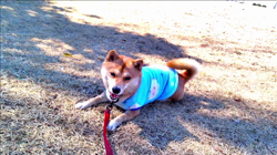 坂本謙太朗ブリーダーからお迎えした柴犬：花月姫(ひめ)ちゃん