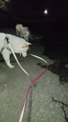 小山敏恵ブリーダーからお迎えした柴犬：京鳳凰恵白(はく)くん