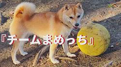 坂本謙太朗ブリーダーからお迎えした柴犬：花月姫(ひめ)ちゃん