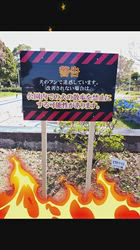 坂本謙太朗ブリーダーからお迎えした柴犬：花月姫(ひめ)ちゃん