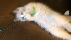 山本和美ブリーダーからお迎えしたラグドール：ミアちゃん