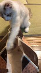 山本和美ブリーダーからお迎えしたラグドール：ミアちゃん