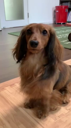 上村昭廣ブリーダーからお迎えしたミニチュアダックスフンド(ロング)：若葉ちゃん