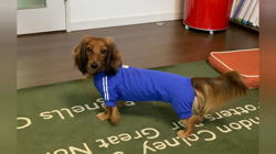 上村昭廣ブリーダーからお迎えしたミニチュアダックスフンド(ロング)：若葉ちゃん