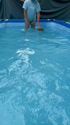 上村昭廣ブリーダーからお迎えしたミニチュアダックスフンド(ロング)：若葉ちゃん