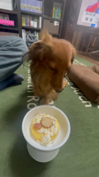 上村昭廣ブリーダーからお迎えしたミニチュアダックスフンド(ロング)：若葉ちゃん