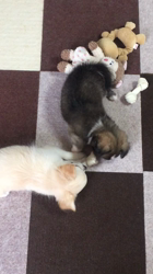 日比生容史子ブリーダーからお迎えしたチワワ(ロング)：シロ丸くん