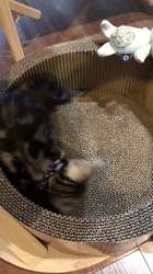 今村美由紀ブリーダーからお迎えしたアメリカンショートヘア：ruruくん